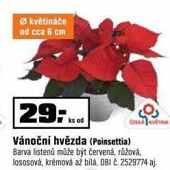 Poinsettia jednovýh.