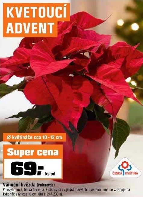 Poinsettiavícevýhon.