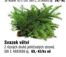 SvazekvětvíNobilis