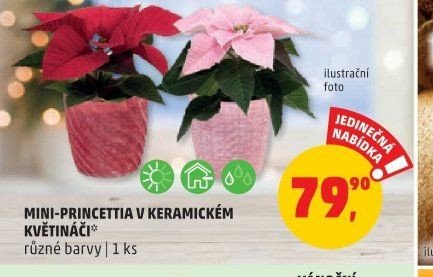 MINI-PRINCETTIA V KERAMICKÉM KVĚTINÁČI