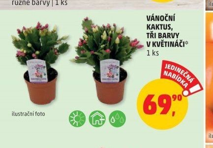 VÁNOČNÍ KAKTUS, TŘI BARVY V KVĚTINÁČI