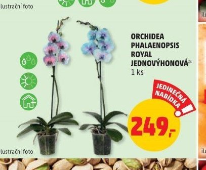 ORCHIDEA PHALAENOPSIS ROYAL JEDNOVÝHONOVÁ