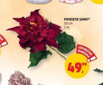 POINSETIE SAMET 50 cm