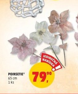 POINSETIE 65 cm