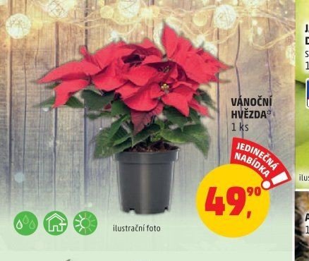 VÁNOČNÍ HVĚZDA