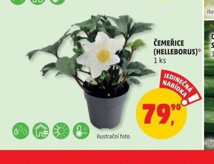 ČEMEŘICE (HELLEBORUS)