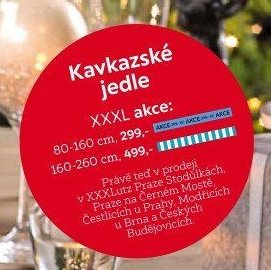 Kavkazské jedle