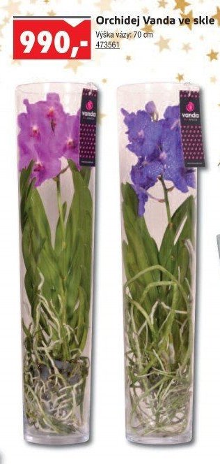 Orchidej Vanda ve skle - UNI HOBBY akcniletaky.com