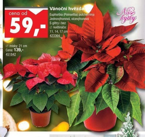 Vánoční hvězda - UNI HOBBY akcniletaky.com