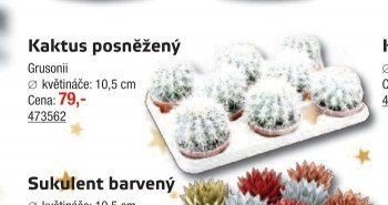 Kaktus posněžený - UNI HOBBY akcniletaky.com