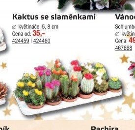 Kaktus se slaměnkami - UNI HOBBY akcniletaky.com