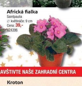 Africká fialka - UNI HOBBY akcniletaky.com