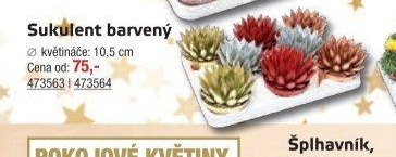 Sukulent barvený - UNI HOBBY akcniletaky.com