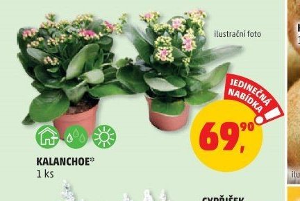 KALANCHOE