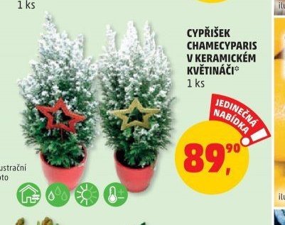 CYPŘIŠEK CHAMECYPARIS V KERAMICKÉM KVĚTINÁČI