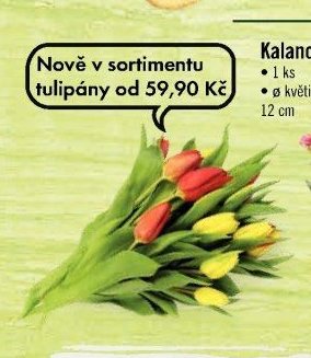 Tulipány