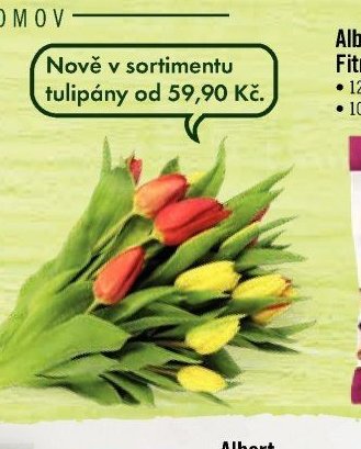 tulipány