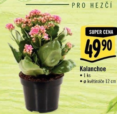 Kalanchoe - Kolopejka