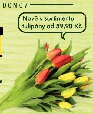 Řezané tulipány