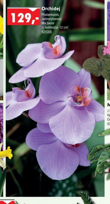 Orchidej - UNI HOBBY akcniletaky.com