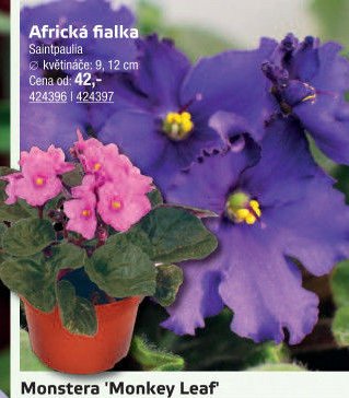 Africká fialka - UNI HOBBY akcniletaky.com