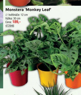 Monstera 'Monkey Leaf' - UNI HOBBY akcniletaky.com