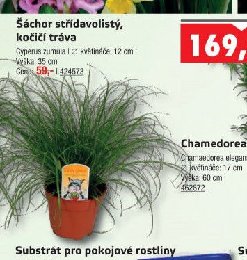 Šáchor střídavolistý, kočičí tráva - UNI HOBBY akcniletaky.com
