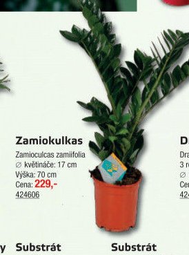 Zamiokulkas - UNI HOBBY akcniletaky.com