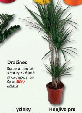 Dračinec - UNI HOBBY akcniletaky.com