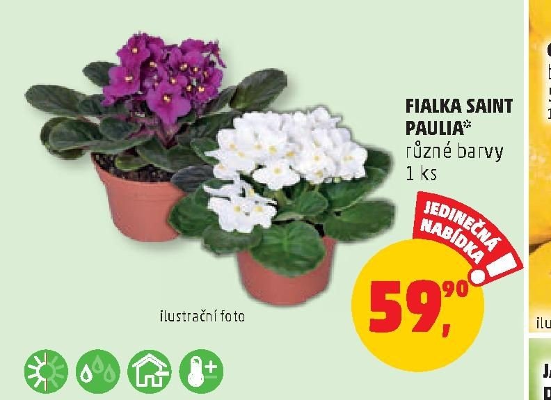 FIALKA SAINT PAULIA