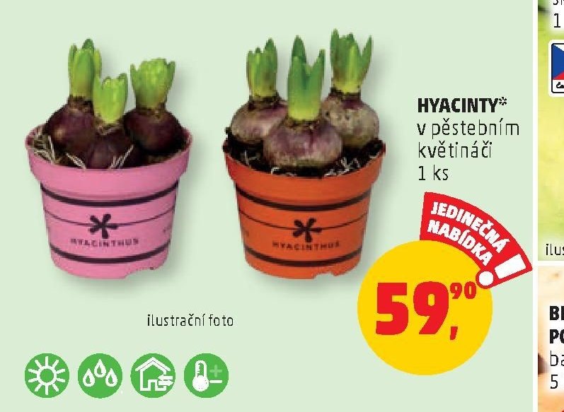 HYACINTY