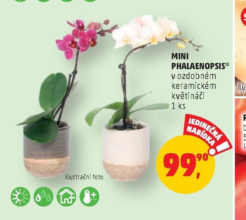 MINI PHALAENOPSIS