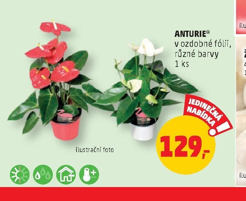 ANTURIE