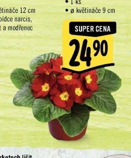 Primula