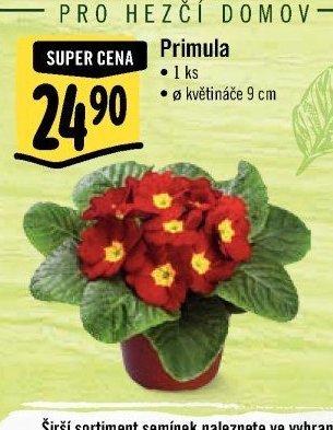 Primula