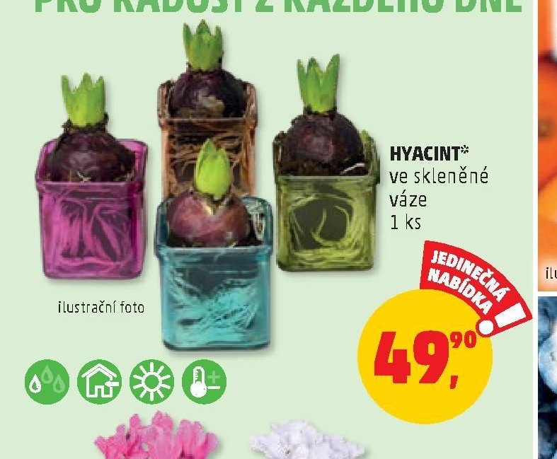 Hyacint ve skleněné váze