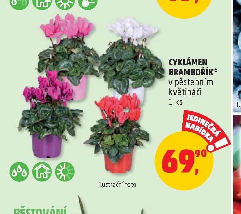 Cyklámen brambořík