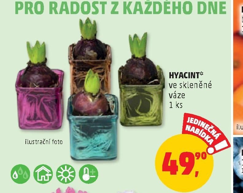 Hyacint ve skleněné váze