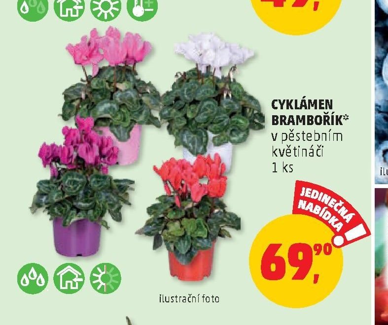 Cyklámen brambořík