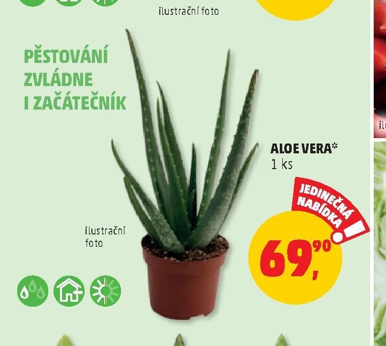 Aloe vera