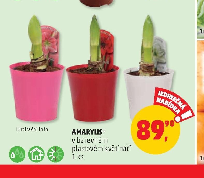 Amarylis v barevném plastovém květináči