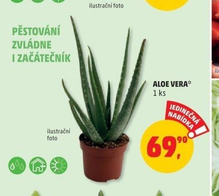 ALOE VERA 1 ks
