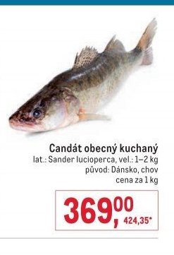 Candát obecný kuchaný