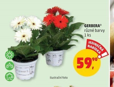 GERBERA*