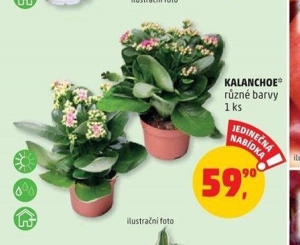 KALANCHOE*