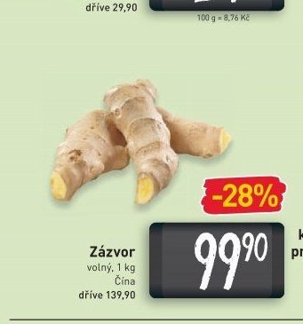 Zázvor