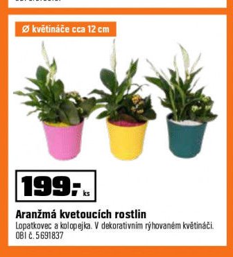 Aranžmá kvetoucích rostlin