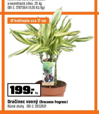 Dračinec vonný (Dracaena fragrans)