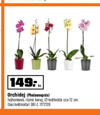 Orchidej (Phalaenopsis)