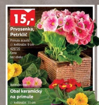Prvosenka, Petrklíč - UNI HOBBY akcniletaky.com